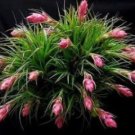 Air PineappleOf Prevent Radiation Fleshy 20 PCS Seeds