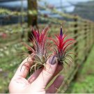 Air Plant Tillandsia Tillandsia Ionantha Soilless 50 PCS Seeds