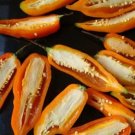 Aji Amarillo Chile 100 PCS Seeds