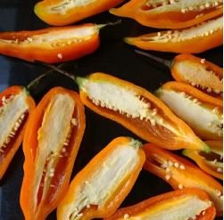 Aji Amarillo Chile 100 PCS Seeds