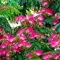 Albizia Julibrissin Mimosa Bonsai Persian Pink 10 PCS Seeds