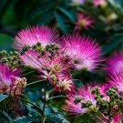 Albizia Julibrissin Mimosa Bonsai Persian Pink Silk Blossoms Tree 100 PCS Seeds Albizia Julibrissin Mimosa Bonsai Persian Pink Silk Blossoms Tree 100 PCS Seeds