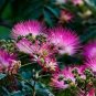 Albizia Julibrissin Mimosa Bonsai Persian Pink Silk Blossoms Tree 100 PCS Seeds