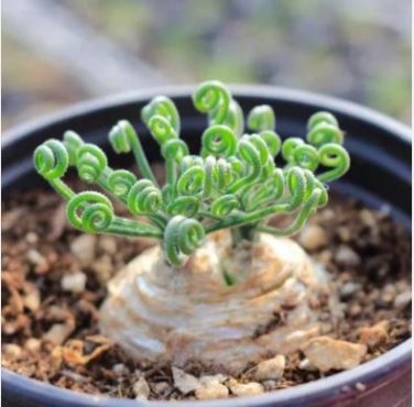 Albuca namaquensis Seeds Evergreen Spiral Grass 20 PCS Seeds