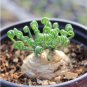 Albuca namaquensis Seeds Evergreen Spiral Grass 20 PCS Seeds