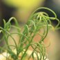 Albuca namaquensis Seeds Evergreen Spiral Grass 20 PCS Seeds