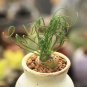 Albuca namaquensis Seeds Evergreen Spiral Grass 20 PCS Seeds