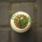Albuca namaquensis Seeds Evergreen Spiral Grass 20 PCS Seeds