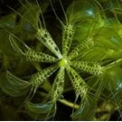 Aldrovanda Vesiculosa 100 PCS Seeds