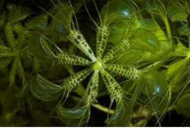 Aldrovanda Vesiculosa 100 PCS Seeds
