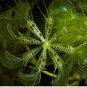Aldrovanda Vesiculosa 100 PCS Seeds