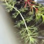 Aldrovanda Vesiculosa 100 PCS Seeds