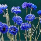 ALL BLUE BACHELORS BUTTON CORNFLOWER 50 PCS Seeds
