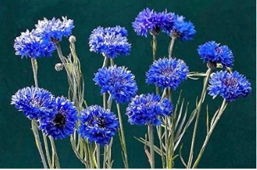 ALL BLUE BACHELORS BUTTON CORNFLOWER 50 PCS Seeds
