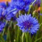 ALL BLUE BACHELORS BUTTON CORNFLOWER 50 PCS Seeds