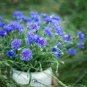 ALL BLUE BACHELORS BUTTON CORNFLOWER 50 PCS Seeds