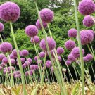 Allium giganteum Allium Flower Plants Beautiful Flower Plantas 100 Seeds