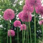 Allium giganteum Allium Flower Plants Beautiful Flower Plantas 100 Seeds