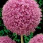 Allium giganteum Allium Flower Plants Beautiful Flower Plantas 100 Seeds