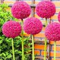 Allium giganteum Allium Flower Plants Beautiful Flower Plantas 100 Seeds