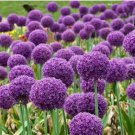 Allium giganteum Flower Mixed 100 PCS Seeds