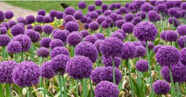 Allium giganteum Flower Mixed 100 PCS Seeds