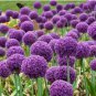 Allium giganteum Flower Mixed 100 PCS Seeds