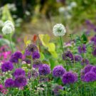 Allium Giganteum Giant Onion with Purple Flowers 20 PCS Seeds