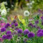 Allium Giganteum Giant Onion with Purple Flowers 20 PCS Seeds