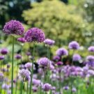Allium Giganteum Seeds Purple Plant DIY Home Garden 20 PCS Seeds