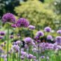 Allium Giganteum Seeds Purple Plant DIY Home Garden 20 PCS Seeds