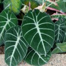 alocasia Elephant Ear Seeds Taro 'Black Velvet' 20 PCS Seeds alocasia Elephant Ear Seeds Taro 'Black Velvet' 20 PCS Seeds