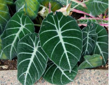 alocasia Elephant Ear Seeds Taro 'Black Velvet' 20 PCS Seeds