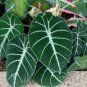 alocasia Elephant Ear Seeds Taro 'Black Velvet' 20 PCS Seeds