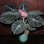 alocasia Elephant Ear Seeds Taro 'Black Velvet' 20 PCS Seeds