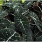 alocasia Elephant Ear Seeds Taro 'Black Velvet' 20 PCS Seeds