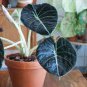 Alocasia Elephant Ear Taro 'Black Velvet' (Alocasia reginula) 20 PCS Seeds