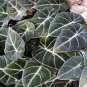 Alocasia Elephant Ear Taro 'Black Velvet' (Alocasia reginula) 20 PCS Seeds