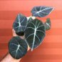 Alocasia Elephant Ear Taro 'Black Velvet' (Alocasia reginula) 20 PCS Seeds