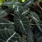 Alocasia Elephant Ear Taro 'Black Velvet' (Alocasia reginula) 20 PCS Seeds