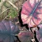 Alocasia Jewel of Borneo kapit Alocasia Infernalis Purple Elephant 20 PCS Seeds