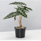 Alocasia lowii 'Polly amazonica' Indoor Plant Ornamental Plant 100 PCS Seeds Alocasia lowii 'Polly amazonica' Indoor Plant Ornamental Plant 100 PCS Seeds