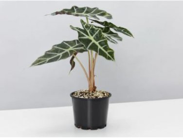 Alocasia lowii 'Polly amazonica' Indoor Plant Ornamental Plant 100 PCS Seeds