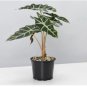Alocasia lowii 'Polly amazonica' Indoor Plant Ornamental Plant 100 PCS Seeds