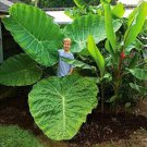 Alocasia Macrorrhiza Bonsai Giant Taro Flores Garden 100 PCS Seeds