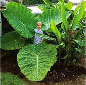 Alocasia Macrorrhiza Bonsai Giant Taro Flores Garden 100 PCS Seeds