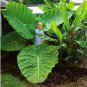 Alocasia Macrorrhiza Bonsai Giant Taro Flores Garden 100 PCS Seeds