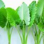 Alocasia Macrorrhiza Bonsai Giant Taro Flores Garden 100 PCS Seeds