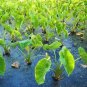 Alocasia Macrorrhiza Bonsai Giant Taro Flores Garden 100 PCS Seeds