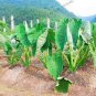 Alocasia Macrorrhiza Bonsai Giant Taro Flores Garden 100 PCS Seeds